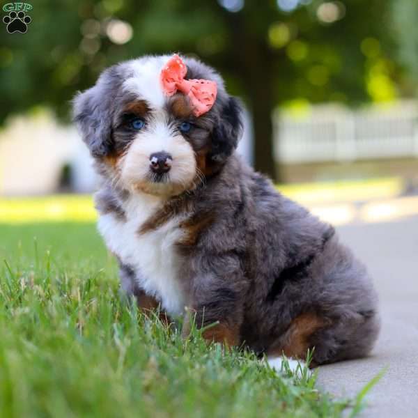 Carly, Mini Bernedoodle Puppy